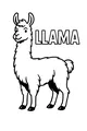 Fluffy Llama Smiles in the Sun
