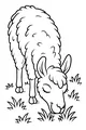 Llama Munches a Green Snack