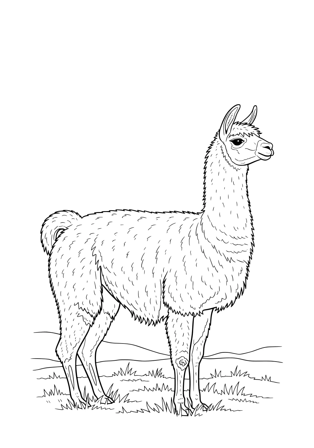 Llama with fluffy fur and upright ears standing in grass with hills in the background.