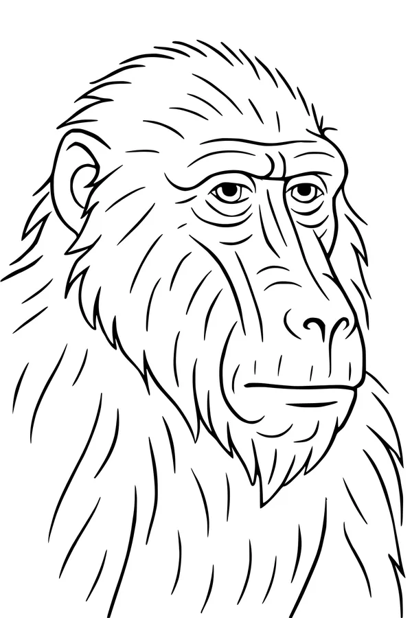 Meet the Wise Old Baboon