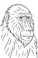 Meet the Wise Old Baboon