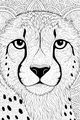 The Big-Eyed Watchful Cheetah