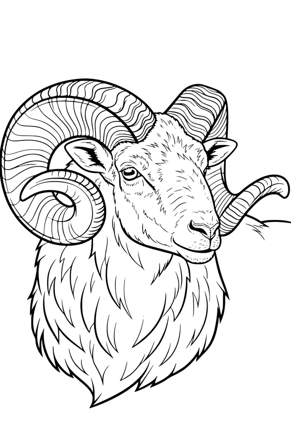 The Ram With Super Curly Horns