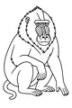 Mandrill Monkey with a Fancy Beard