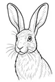 The Hare With Long Listening Ears