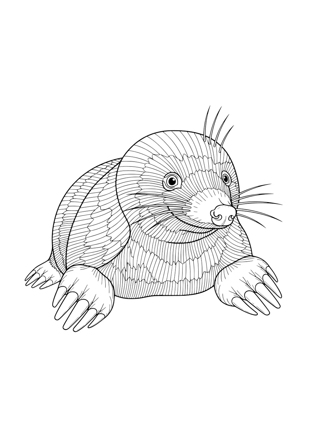 Line drawing of a mole with big front paws, long claws, round body, and whiskers sticking up.