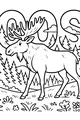 Moose Strolls Through Piney Woods