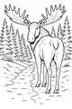 Big Moose Beside the Forest Trail