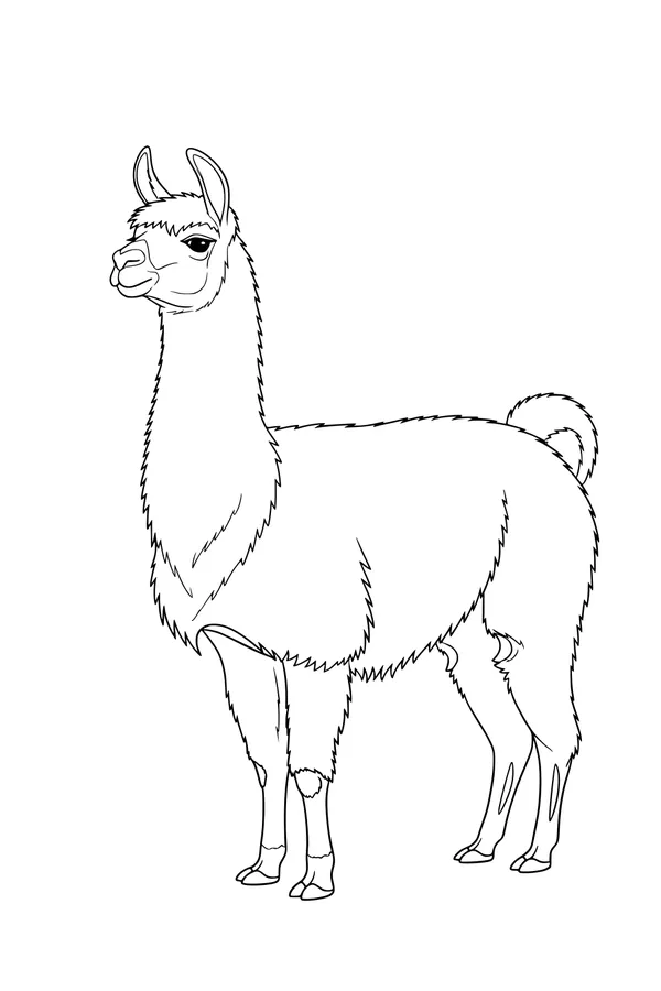 Fluffy Llama with a Sassy Smile