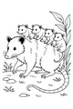 Opossum Parade Through the Meadow