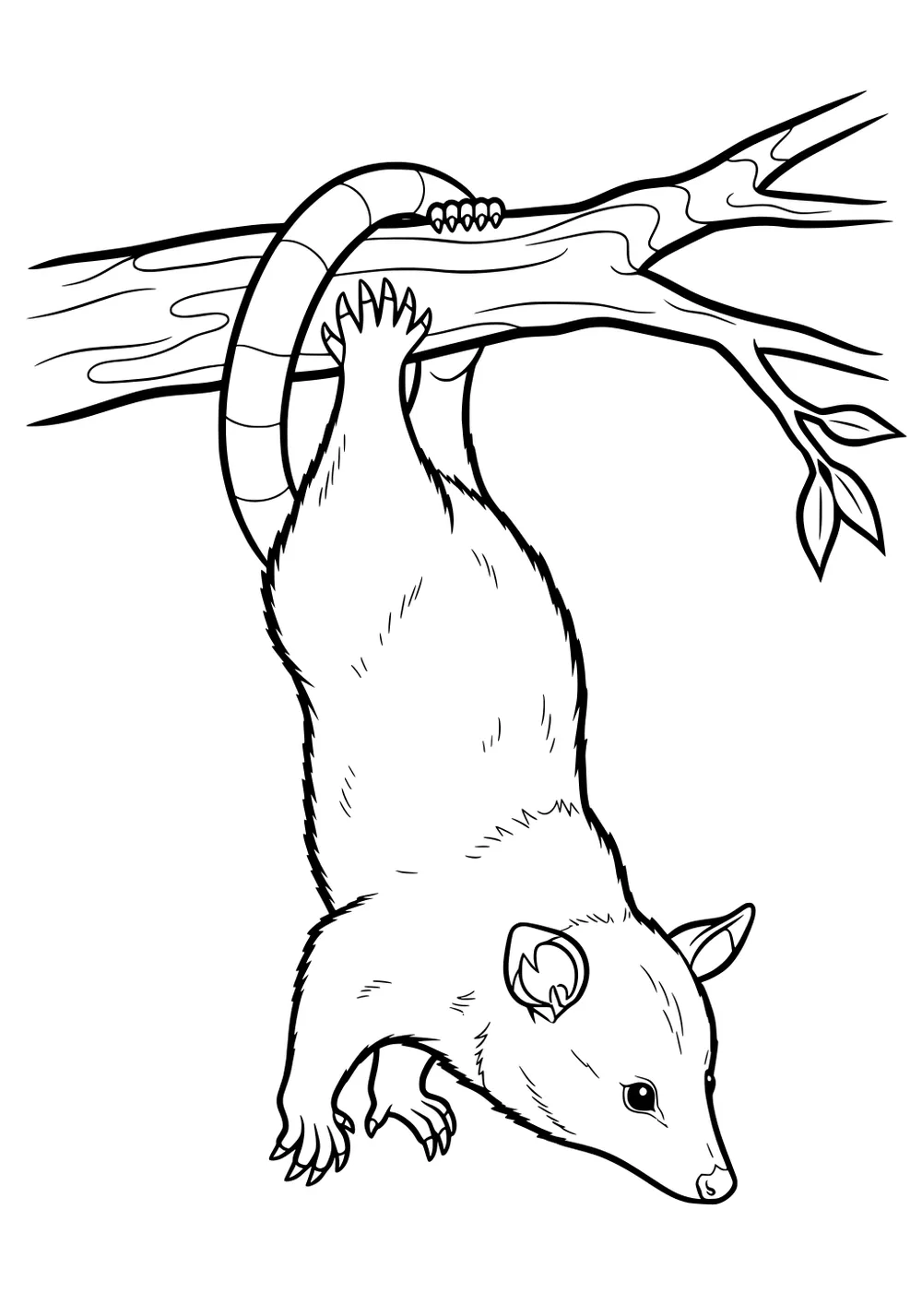 Opossum hanging upside down from a tree branch, gripping with its tail and feet, facing downward.