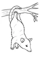 Opossum Hangs Out in the Treetops