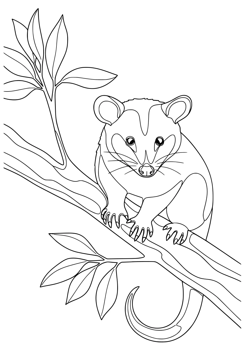 Opossum with big ears and striped face holding a tree branch with leaves, tail curled underneath.