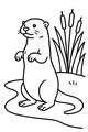 Riverbank Otter on Watch by the Reeds