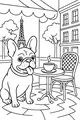 French Bulldog at the Paris Café