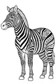 Stripes of the Savannah Zebra