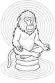 Baboon Finds Calm on Sunny Stones