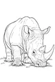 Rhino Munches in the Sunny Grass