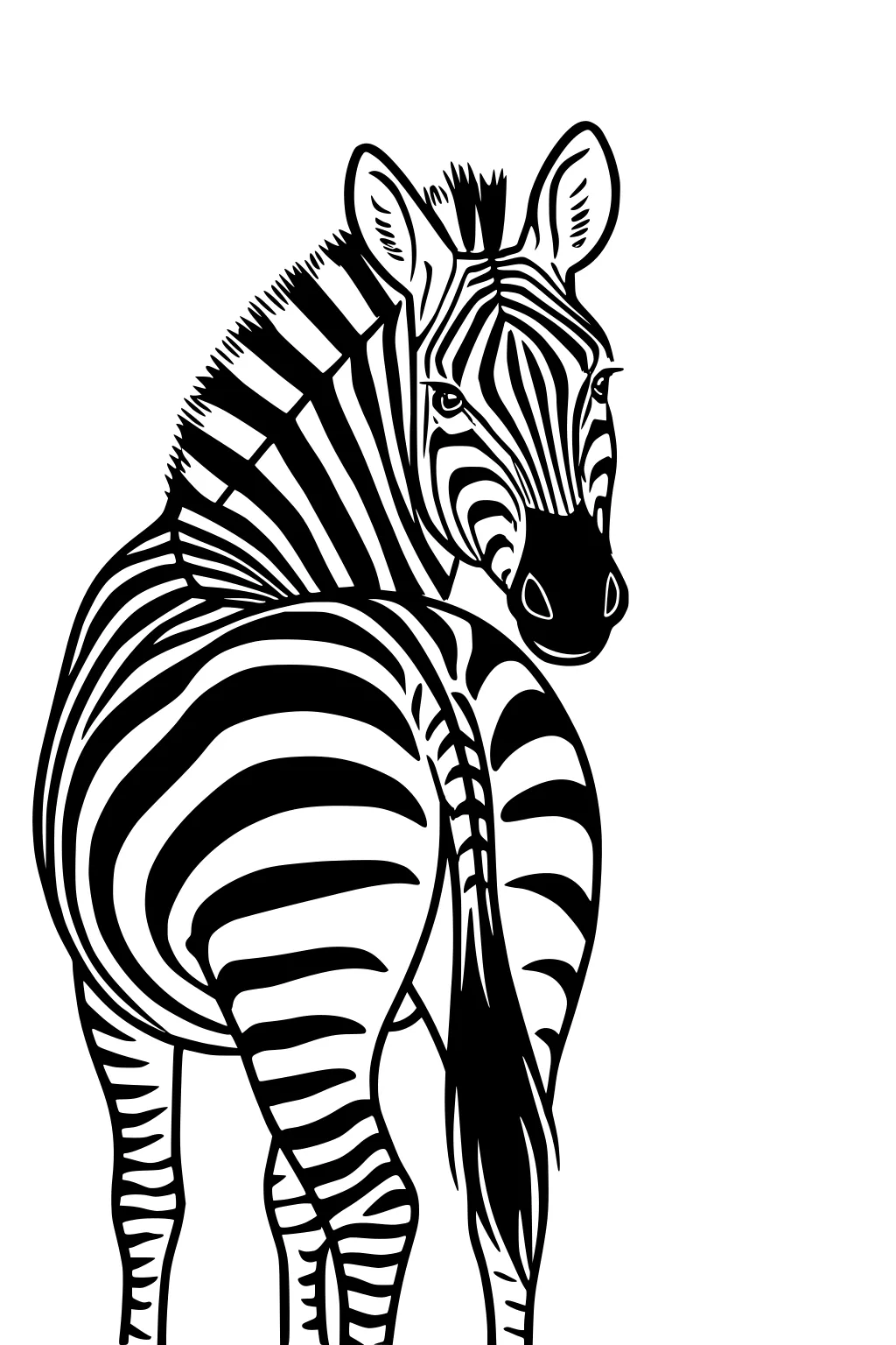 Zebra turning head over shoulder with bold stripes, upright ears, bristly mane, and long tail on a plain white background.