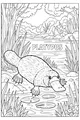 Mister Platypus at the Riverbank