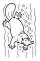 Bubbles Trail Behind the Playful Platypus