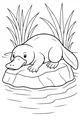 Platypus Lounges by the Pond