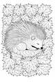 Sleepy Porcupine Under Leafy Blanket