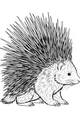 Porcupine Full of Spiky Surprises