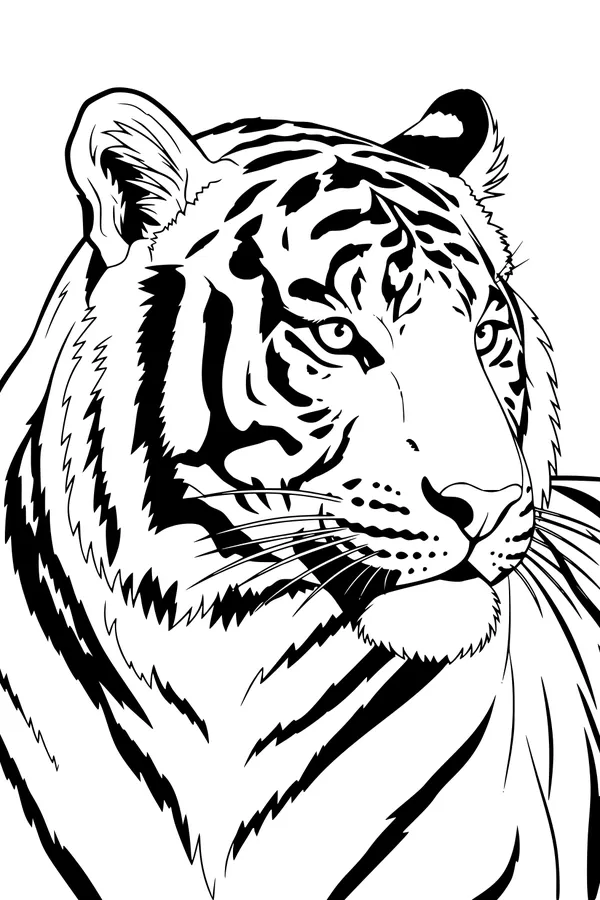Tiger Looks Out From the Tall Grass