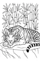 Sleepy Tiger Hiding in the Bamboo