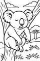Koala Napping in His Favorite Tree