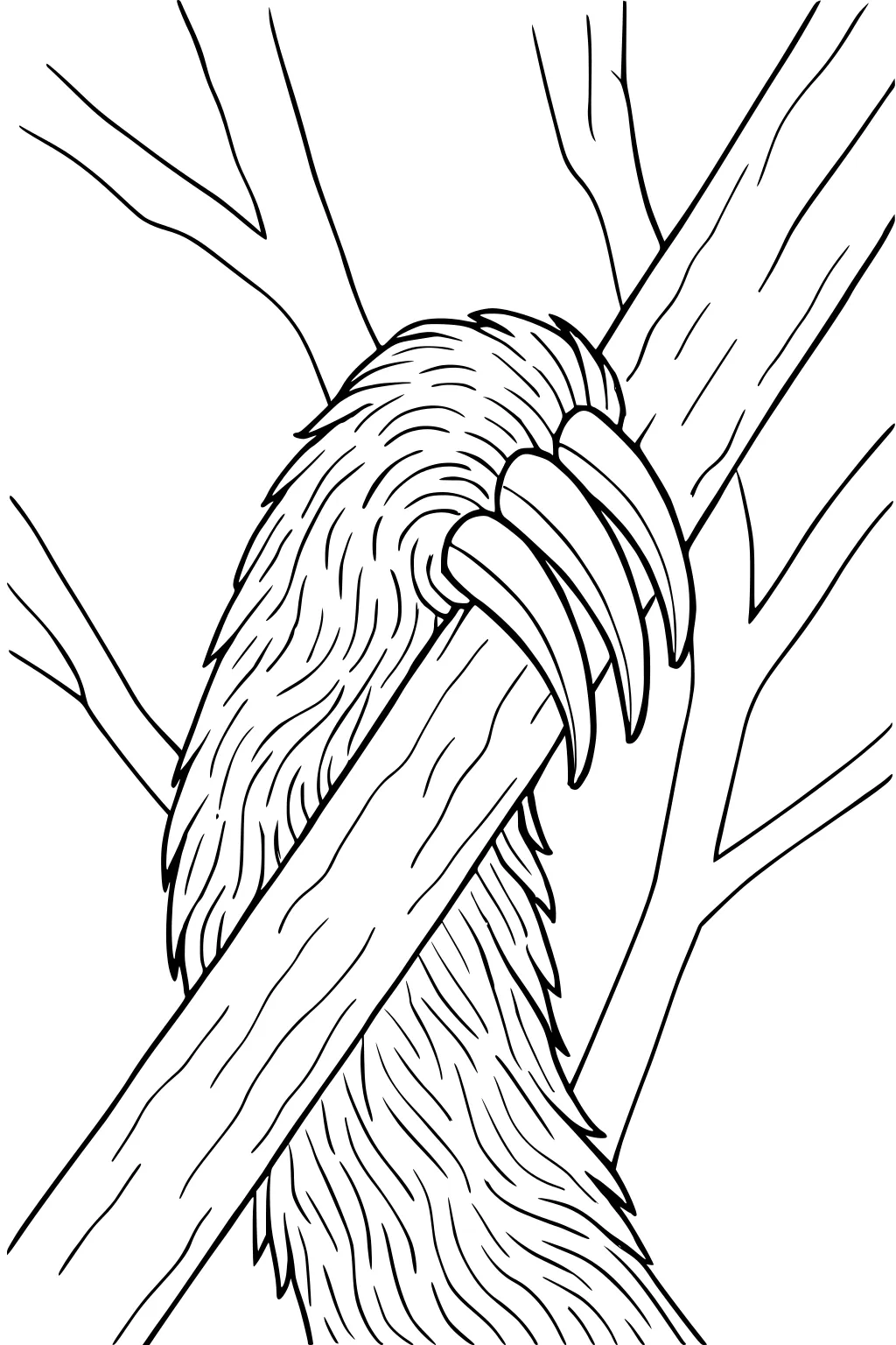 Sloth arm with long claws wrapped around a tree branch, surrounded by several leafless tree branches.