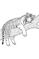 Sleepy Stripes on a Sunny Branch