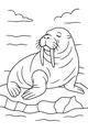 Walrus Lounging on Icy Shoreline