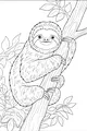 Happy Sloth Hugging a Tree Trunk