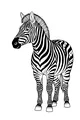 Stripy Star of the Savanna