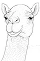 The Cheery Camel with Big Ears