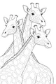 Triple Tall Giraffe Gathering