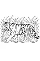 Stripey Tiger Walks Through Tall Jungle Grass