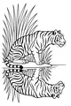 Tiger and His Shimmering Reflection