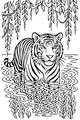 Mister Tiger’s Jungle Pool Break