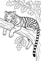 Tiger Nap in the Tall Tree