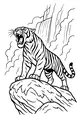Roaring Tiger by the Waterfall