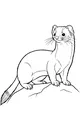 Whiskers on Watch: The Curious Weasel