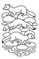Three Busy Weasels on River Rocks