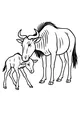 Mama Wildebeest and Wobbly Calf