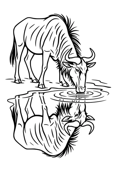 Thirsty Wildebeest at the Waterhole
