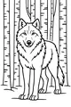 Wolf in the Birch Woods