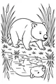 Wombat by the Quiet Pond