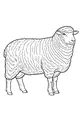 Woolly Barnyard Friend Standing Tall